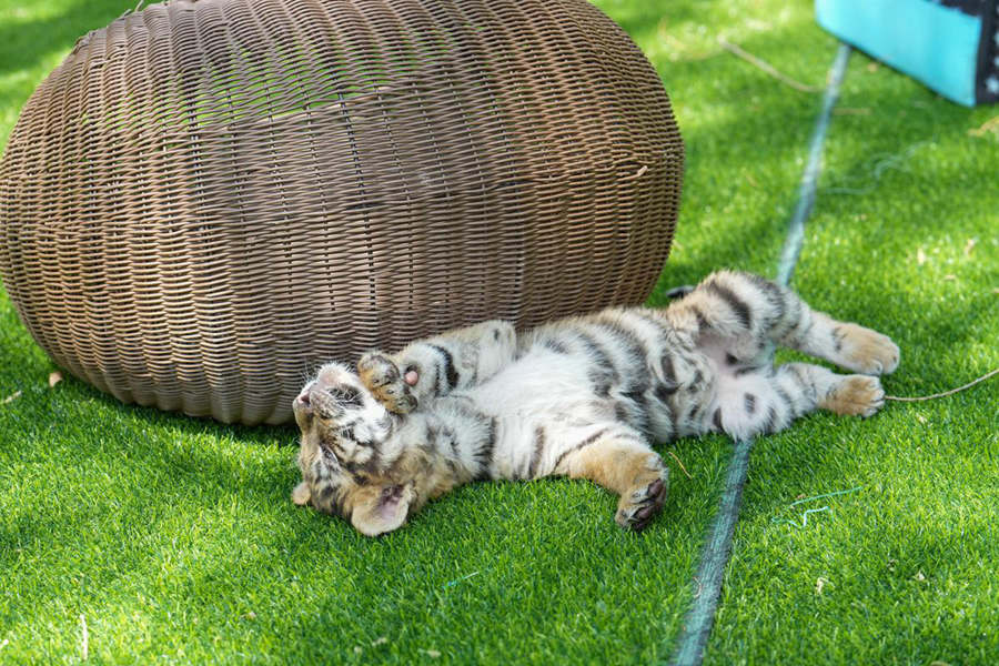 Cuccioli di tigre siberiana prosperano nei centri di allevamento cinesi