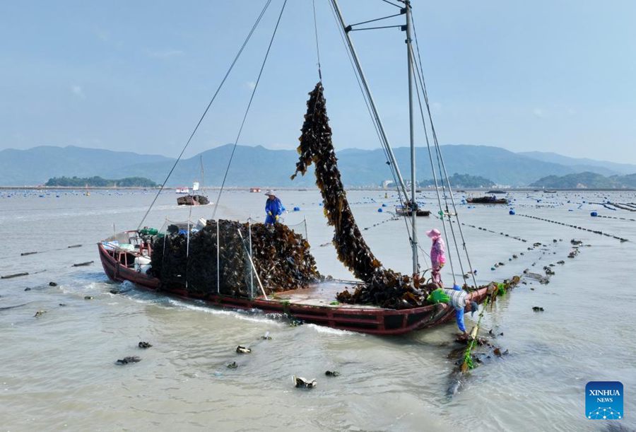 Il Fujian accelera lo sviluppo della maricoltura