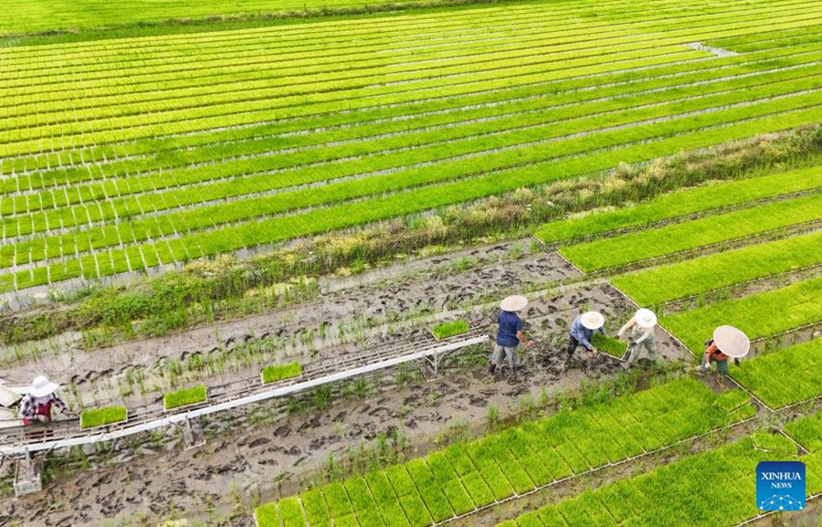 Giovane agricoltore utilizza tecnologia moderna per potenziare l'agricoltura tradizionale nel sud-ovest della Cina