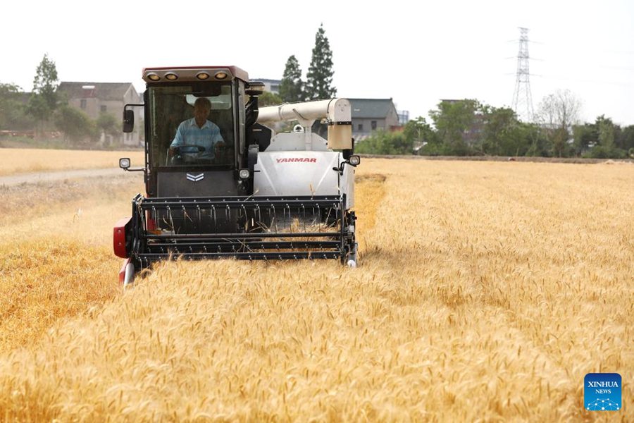 Stagione di raccolta, la Cina compie sforzi per garantire la sicurezza alimentare