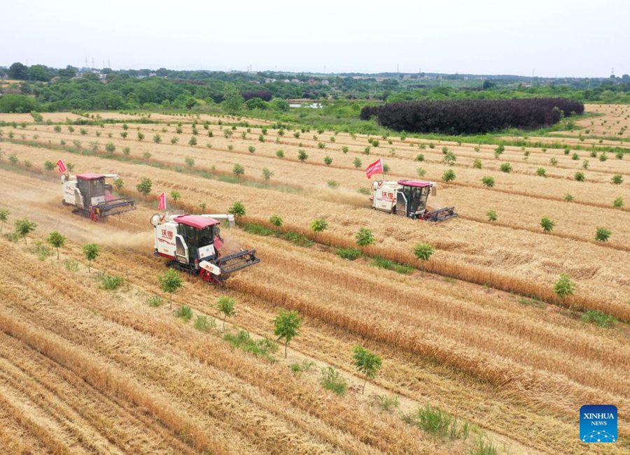 Stagione di raccolta, la Cina compie sforzi per garantire la sicurezza alimentare