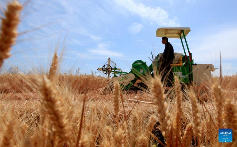 Stagione di raccolta, la Cina compie sforzi per garantire la sicurezza alimentare