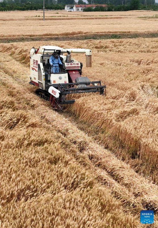 Stagione di raccolta, la Cina compie sforzi per garantire la sicurezza alimentare