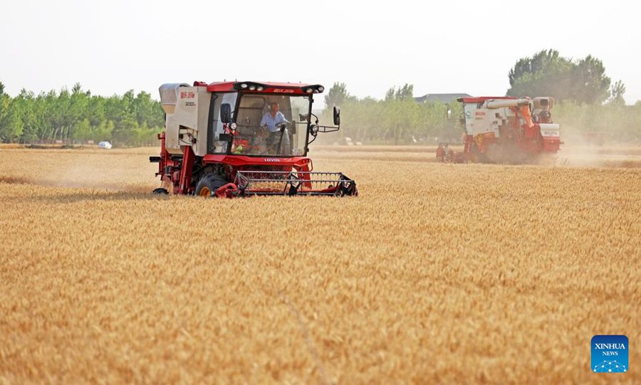 Agricoltore alla guida di mietitrebbia in un campo di grano nel villaggio di Sanjing, nella provincia orientale cinese dello Shandong. (27 maggio 2024 – Xinhua/Zhang Chunlei)