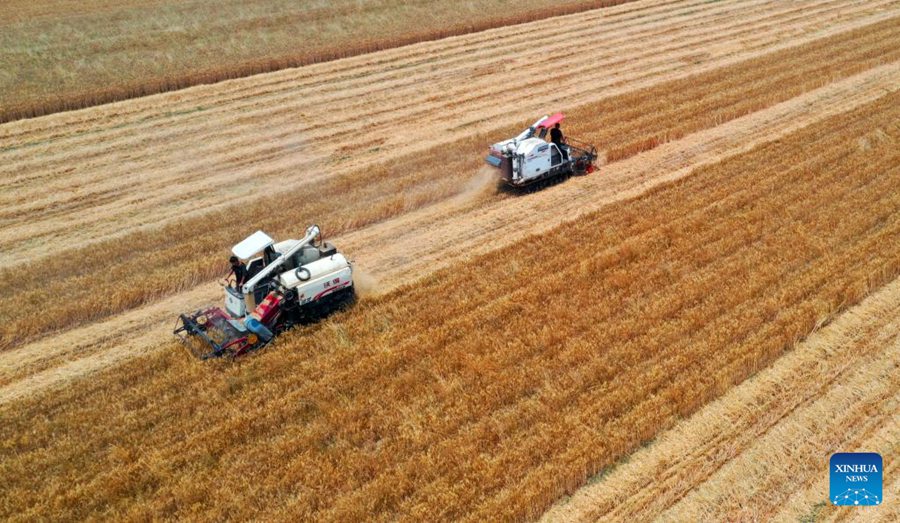 Stagione di raccolta, la Cina compie sforzi per garantire la sicurezza alimentare