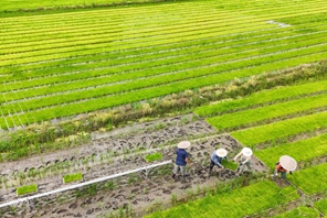 Giovane agricoltore utilizza tecnologia moderna per potenziare l'agricoltura tradizionale nel sud-ovest della Cina