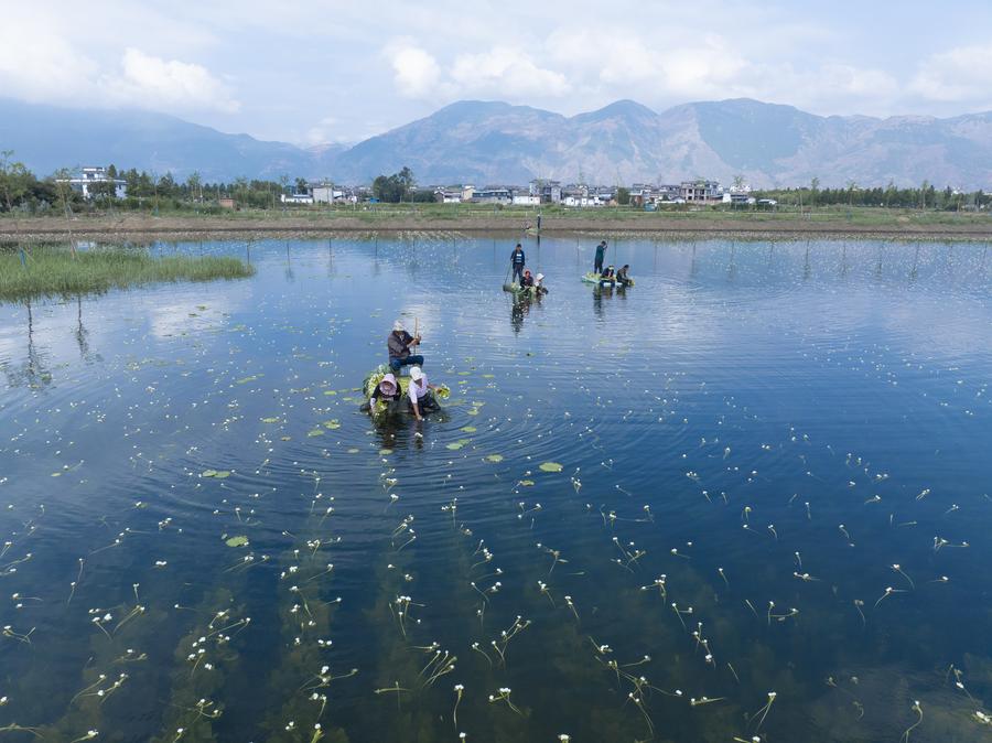 Abitanti di un villaggio che raccolgono i fiori di ottelia acuminata in una base di piantagione della contea di Eryuan, nella prefettura autonoma di Dali Bai, provincia sud-occidentale cinese dello Yunnan. (5 giugno 2024 - Xinhua/Luo Xincai)