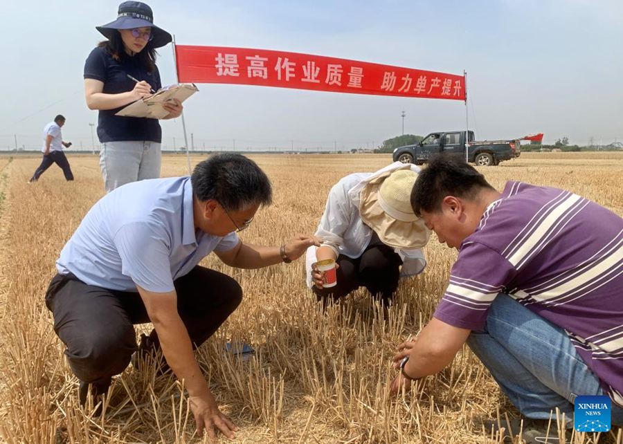 Mietitrebbie raccolgono il grano a Qingdao