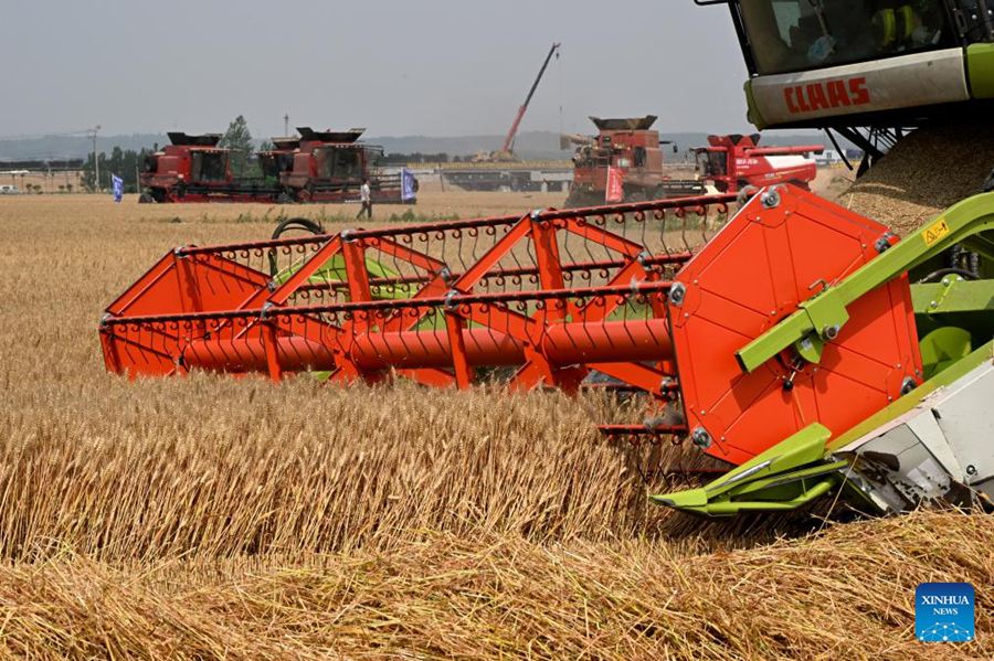 Mietitrebbie raccolgono il grano a Qingdao