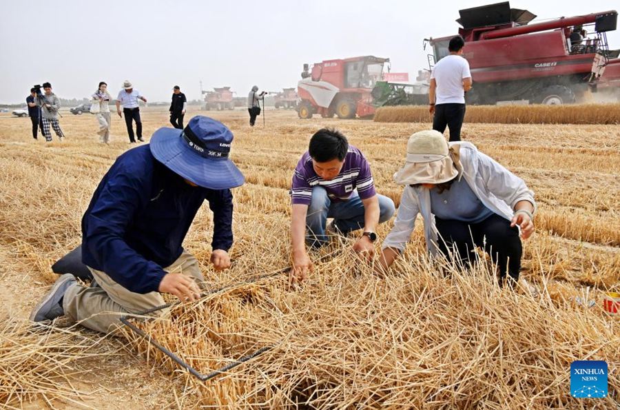 Mietitrebbie raccolgono il grano a Qingdao