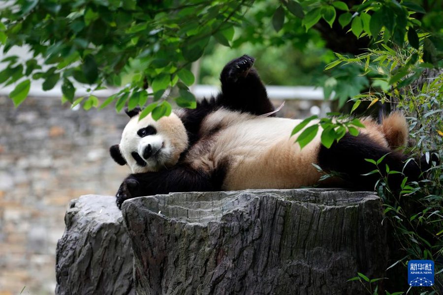 Il panda gigante "Fubao" incontra il pubblico per la prima volta dopo il suo ritorno in Cina