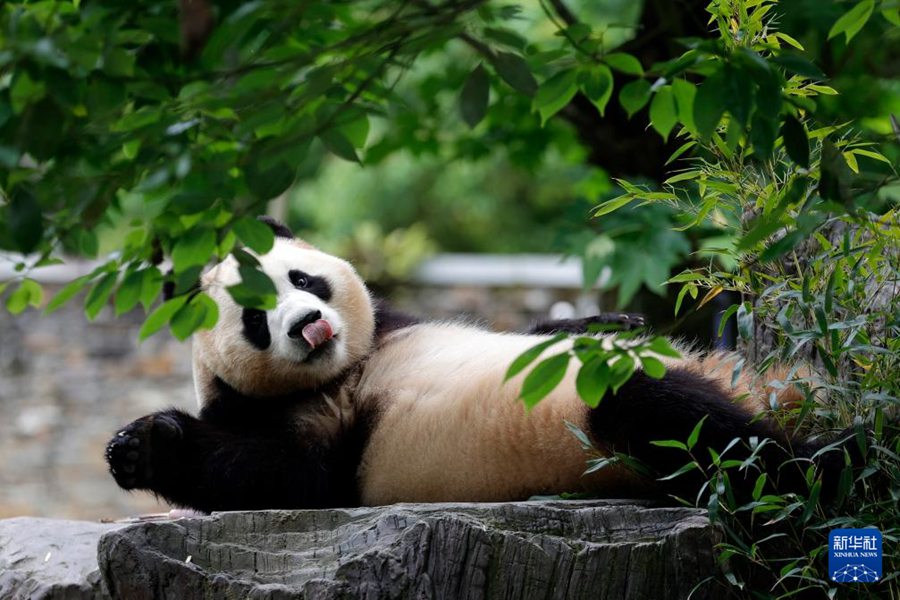 Il panda gigante 