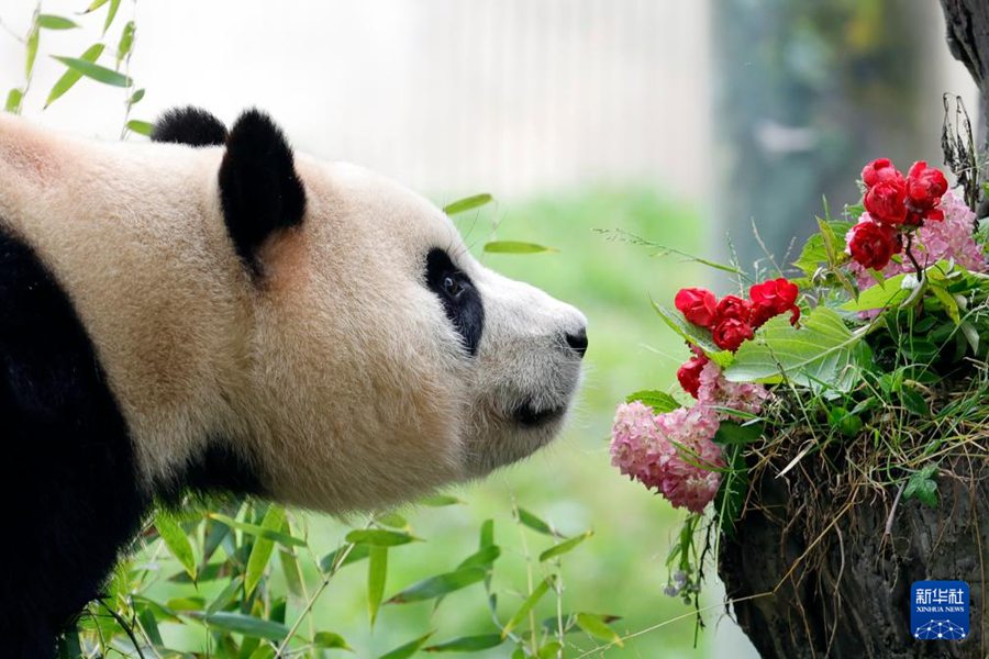 Il panda gigante 