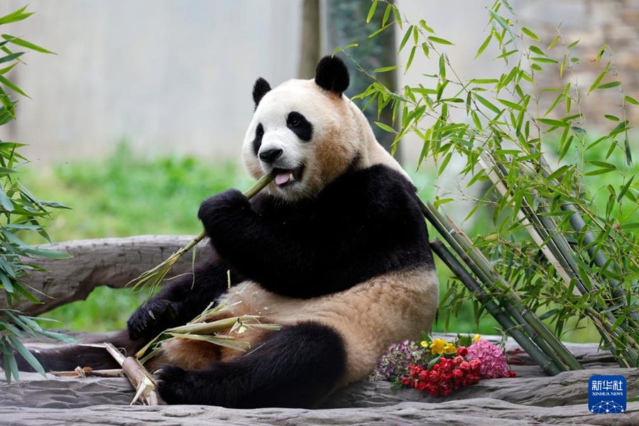 Il panda gigante 