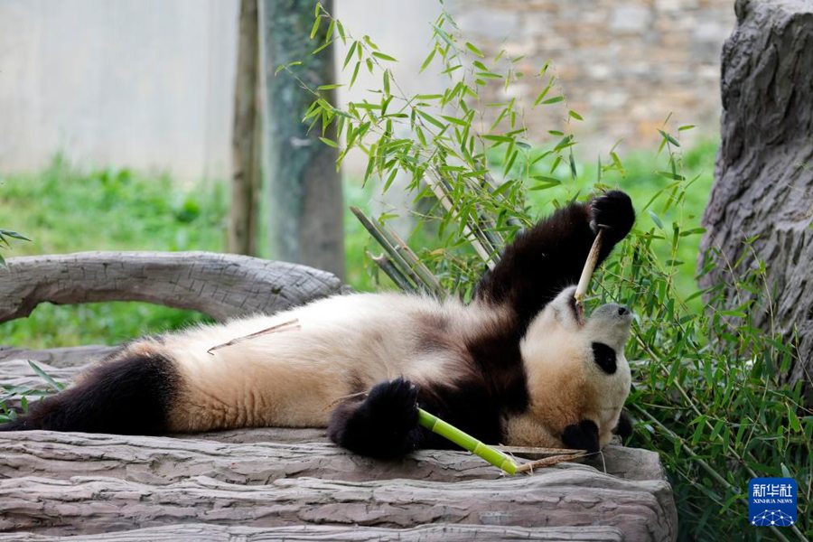 Il panda gigante 