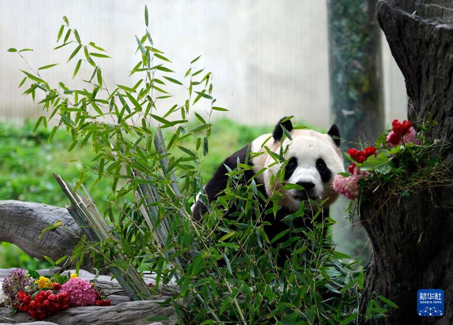 Il panda gigante 