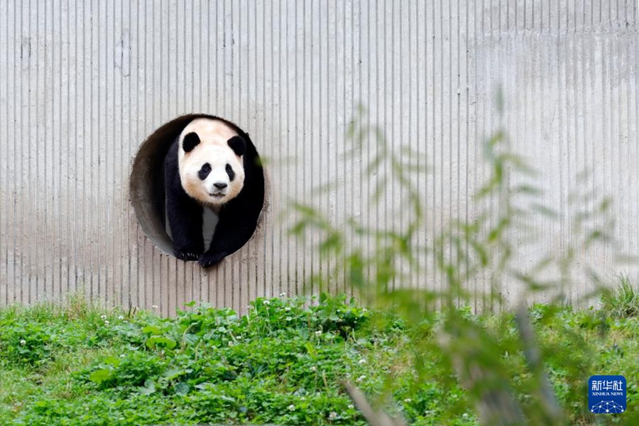 Il panda gigante 