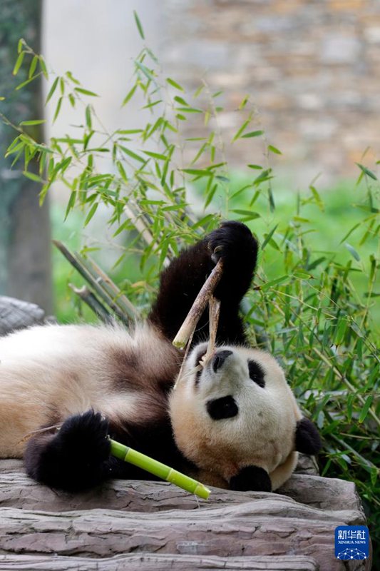 Il panda gigante 