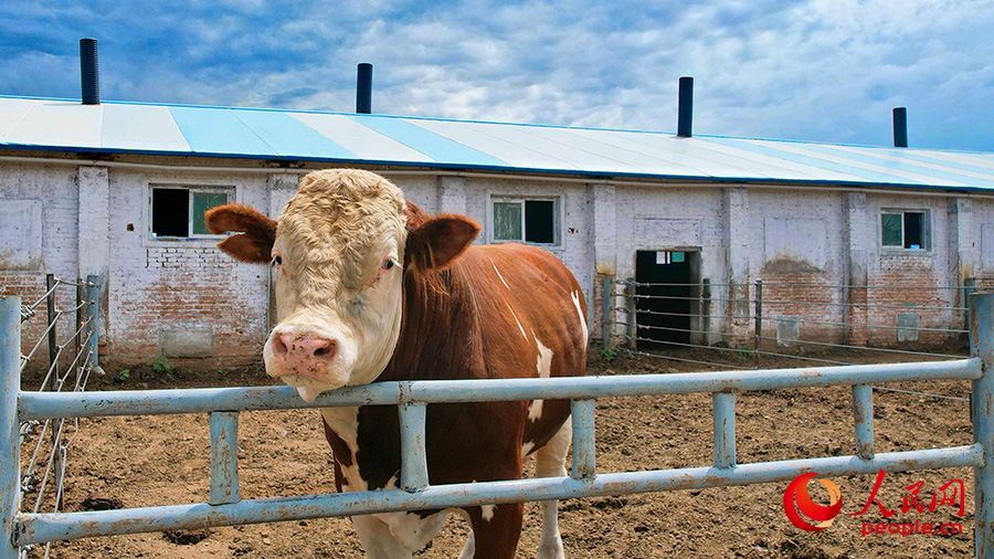 La vita degli allevatori di bovini dello Xinjiang migliora di giorno in giorno