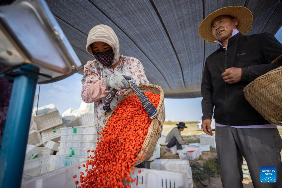 Ningxia: le bacche di goji entrano nella stagione di raccolta