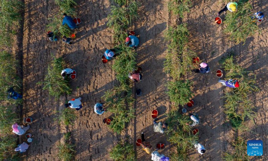 Ningxia: le bacche di goji entrano nella stagione di raccolta