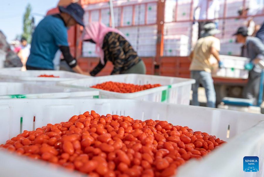 Ningxia: le bacche di goji entrano nella stagione di raccolta