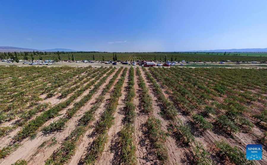 Ningxia: le bacche di goji entrano nella stagione di raccolta