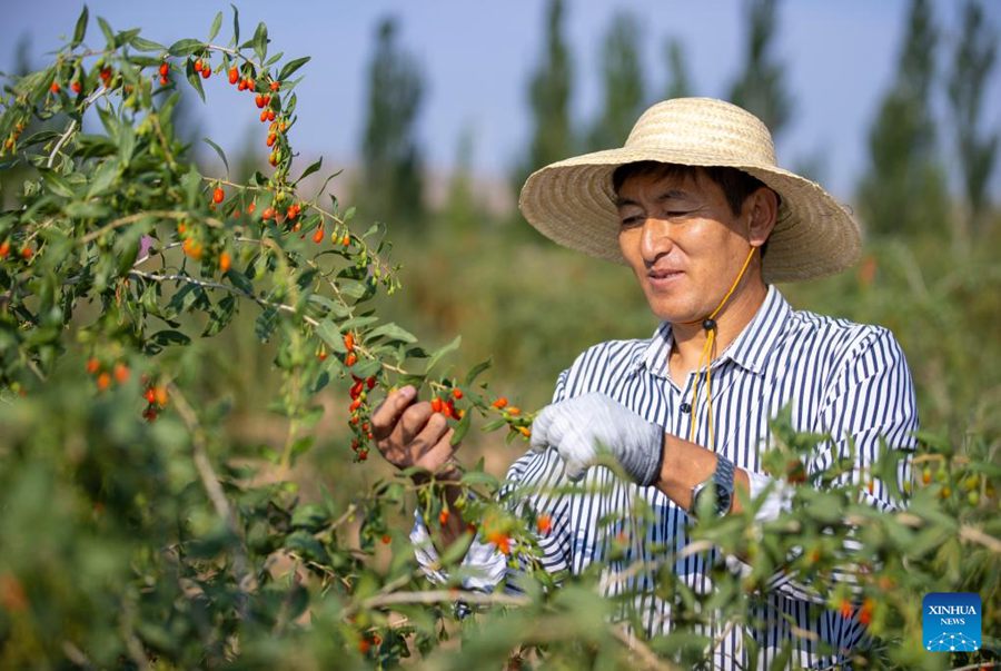 Ningxia: le bacche di goji entrano nella stagione di raccolta