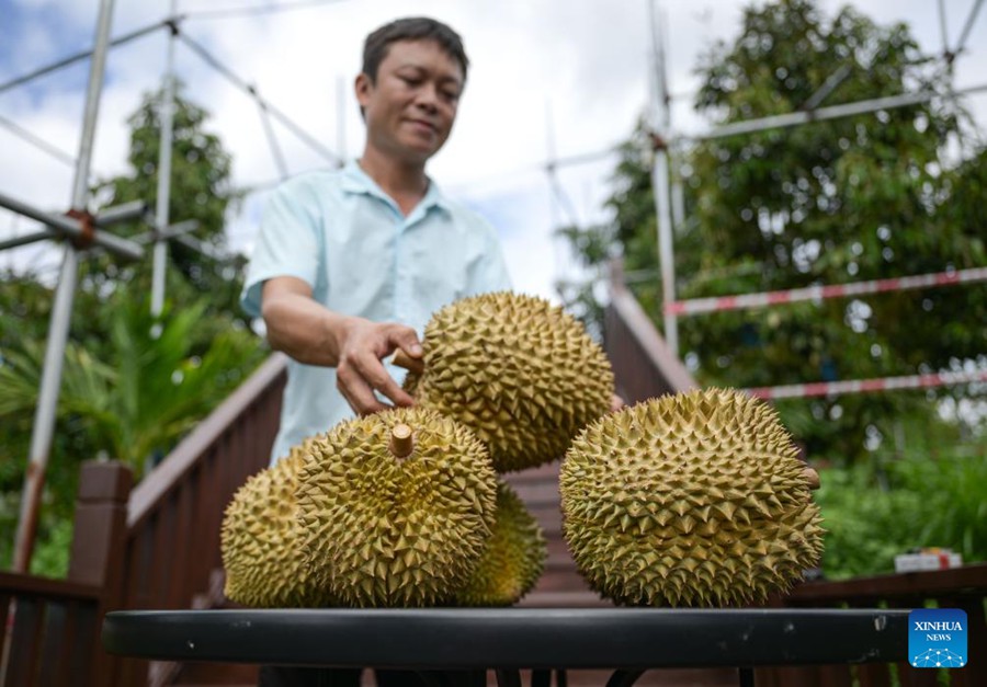 L'industria del durian promuove la rivitalizzazione rurale nel sud della Cina