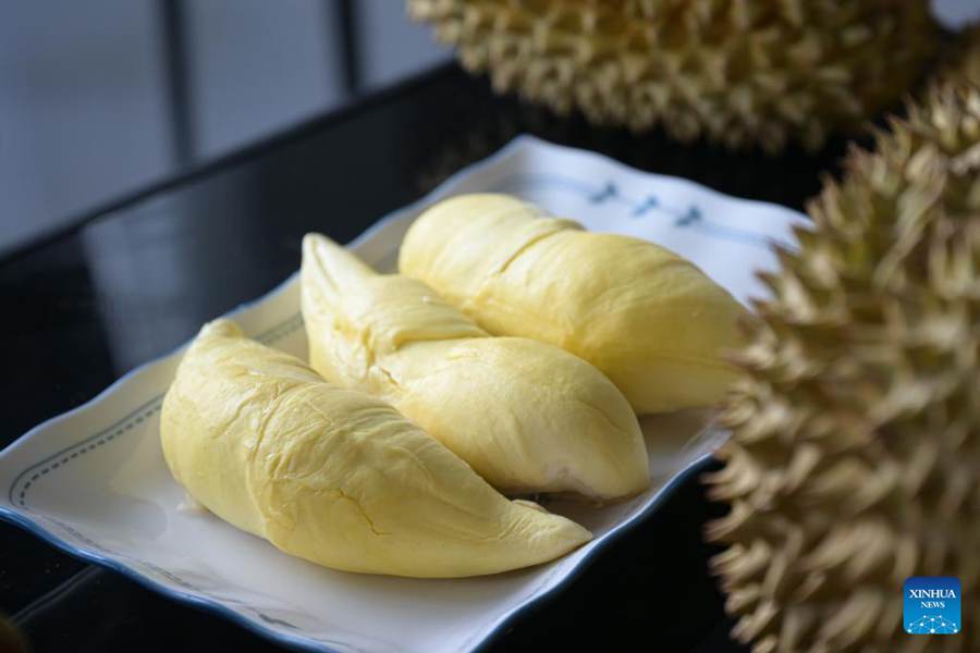 L'industria del durian promuove la rivitalizzazione rurale nel sud della Cina