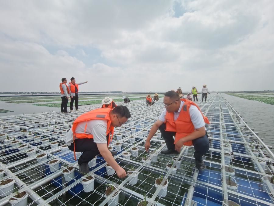 La Cina coltiva riso in un'area di subsidenza delle miniere di carbone