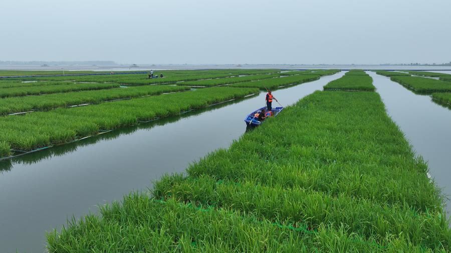 La Cina coltiva riso in un'area di subsidenza delle miniere di carbone