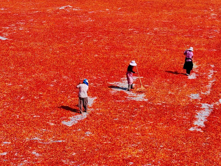 Bozhou, nella provincia dell'Anhui: l'essiccazione dei peperoncini