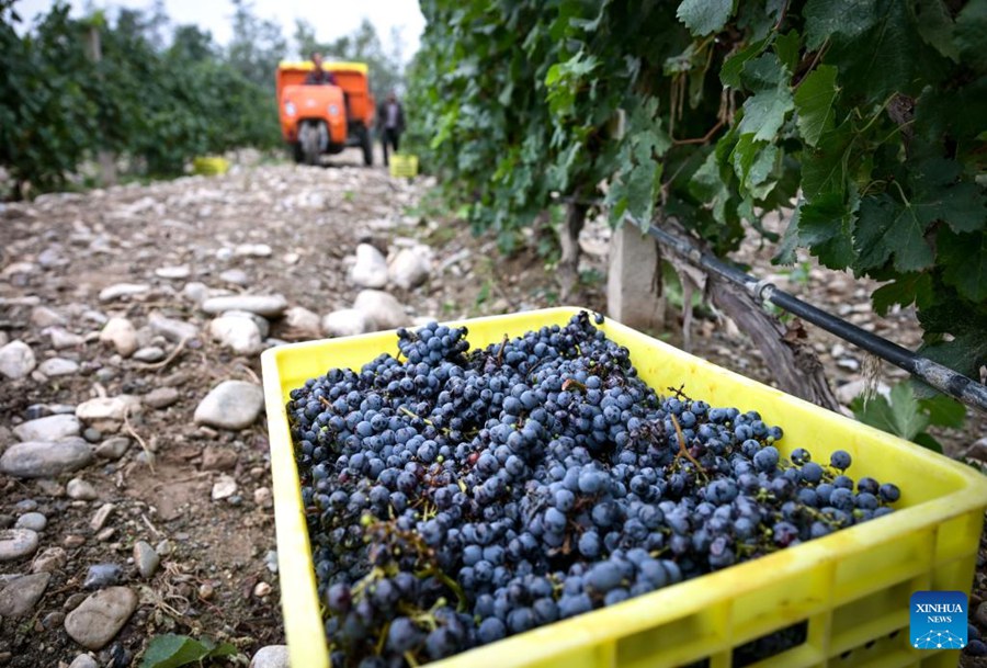 Uva appena raccolta in un vigneto ai piedi del Monte Helan, nella regione autonoma Hui del Ningxia, nel nord-ovest della Cina. (19 settembre 2024 – Xinhua/Feng Kaihua)