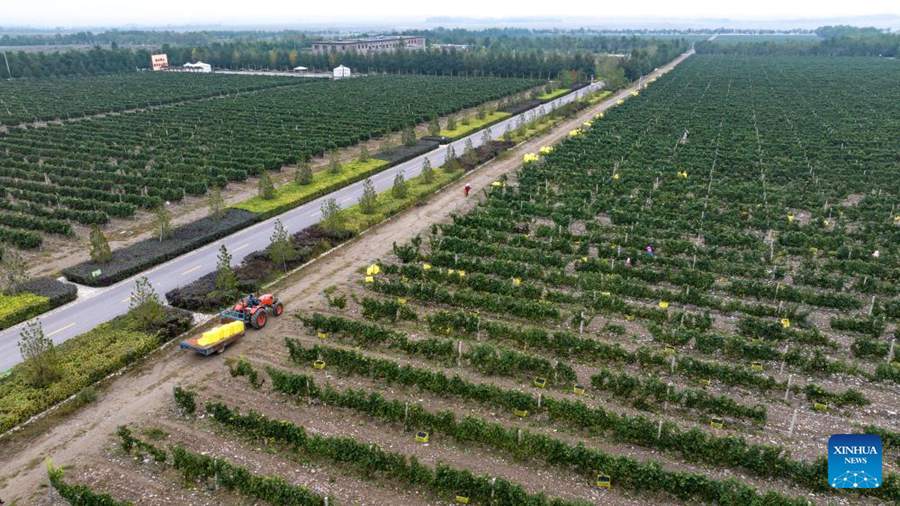 Versante orientale del Monte Helan entra nella stagione di raccolta dell'uva da vino