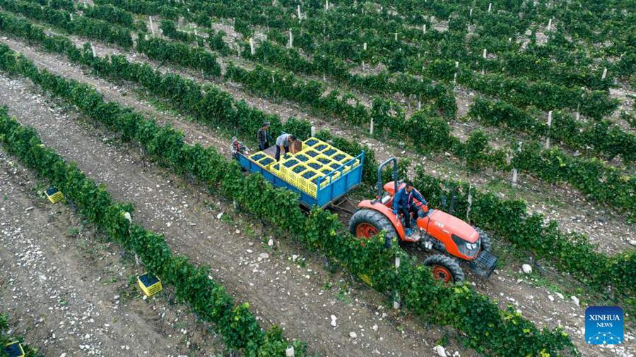 Versante orientale del Monte Helan entra nella stagione di raccolta dell'uva da vino