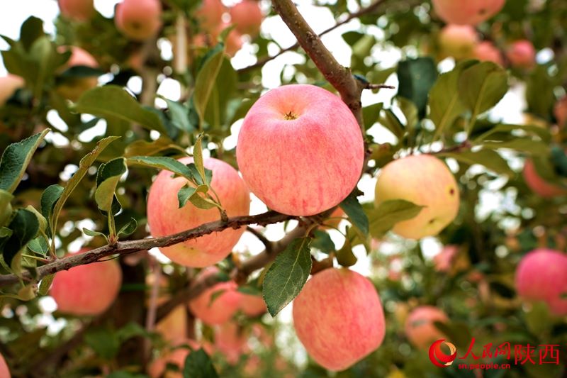 Shaanxi: ricco raccolto di mele regala sorrisi ai frutticoltori