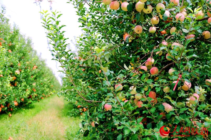 Shaanxi: ricco raccolto di mele regala sorrisi ai frutticoltori